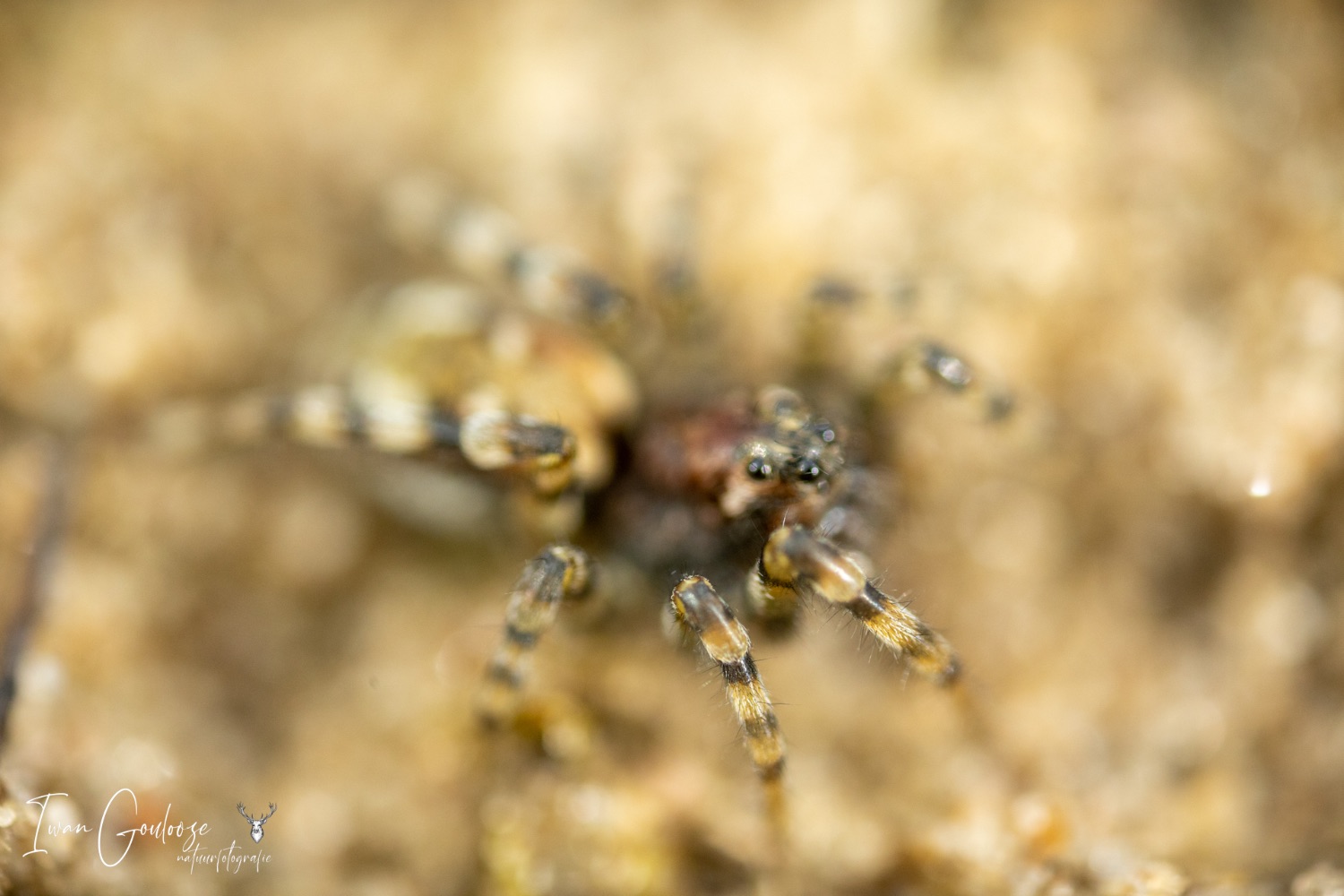 06 mei 2023 100011  R2A5441